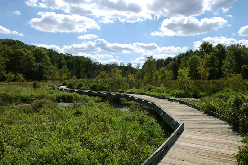 Clear sky at Huntley Meadows, Northern Virginia