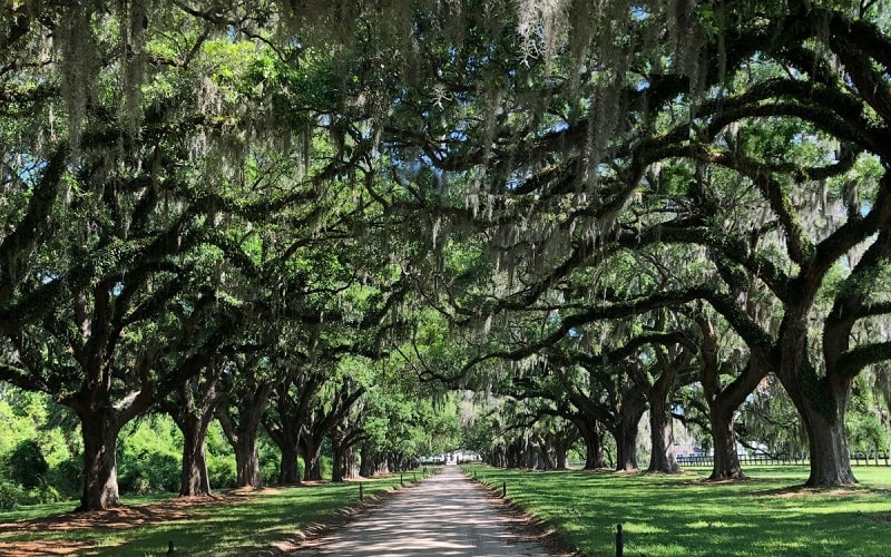 Boone Hall   |  Charleston South Carolina Plantations