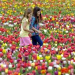 Two Girls Picking Flowers in Garden