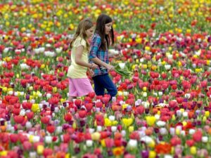 Pick Your Own Tulips at Burnside Farms Festival of Spring