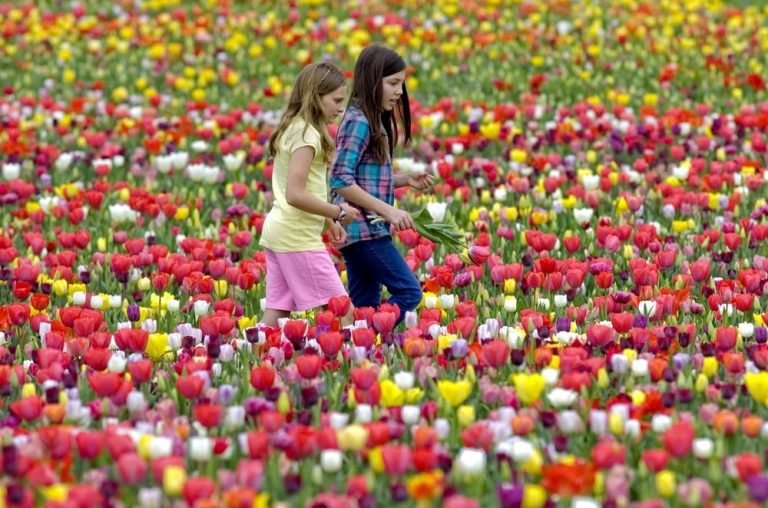 Two Girls Picking Flowers in Garden