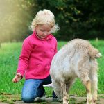 Little Girl Playing with a Lamb