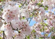23 Best Places to See Cherry Blossoms in DC (Without Crowds) in 2022