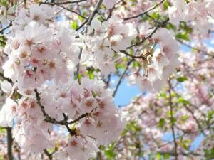 23 Best Places to See Cherry Blossoms in DC (Without Crowds) in 2023