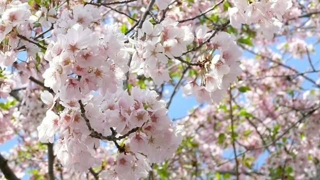 best place to see the cherry blossoms in dc