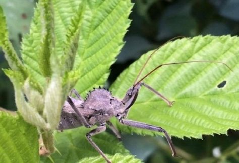 Rare Bug Over a Plant in Nova Parks