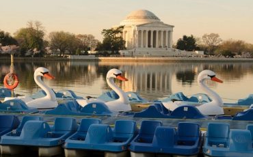 Tidal Basin Swan Boats | Things to Do With Kids in DC