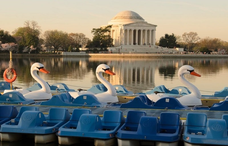 Tidal Basin Swan Boats  |  Things to Do With Kids in DC