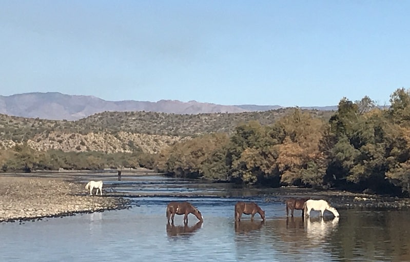 Salt River Wild Horses