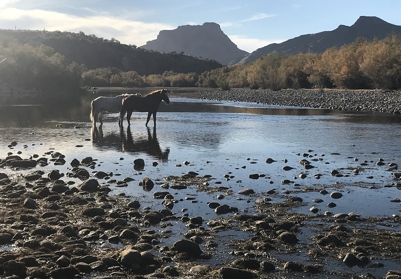Where to see wild horses in Arizona
