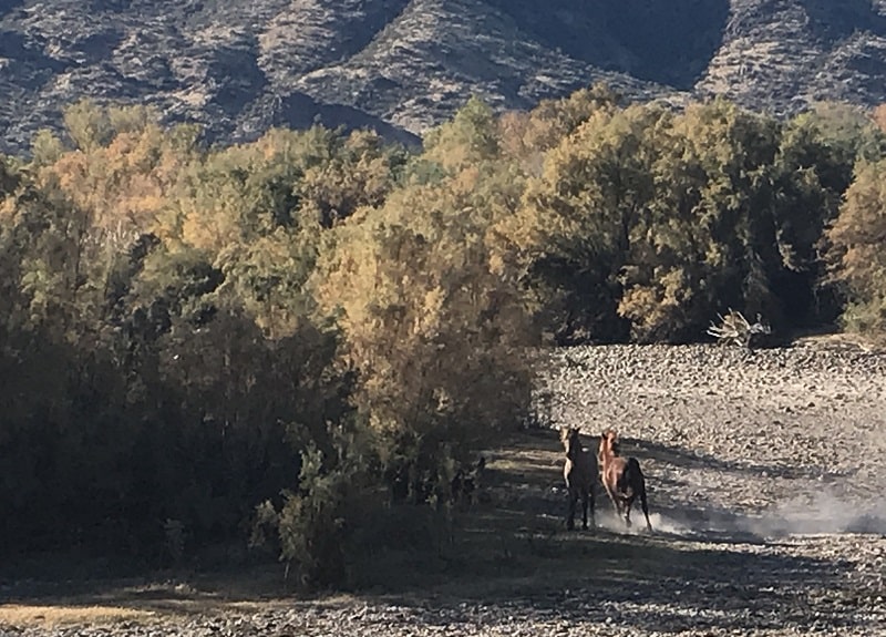 Wild horses Arizona playing along the shore