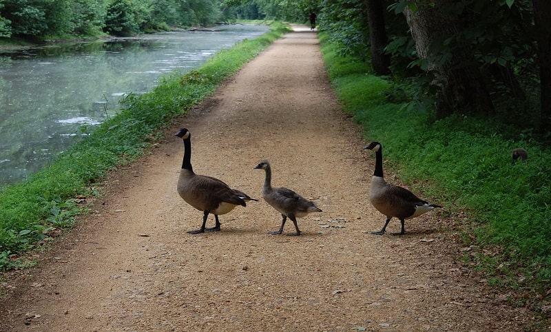 ducks crossing a muddy road near a lake