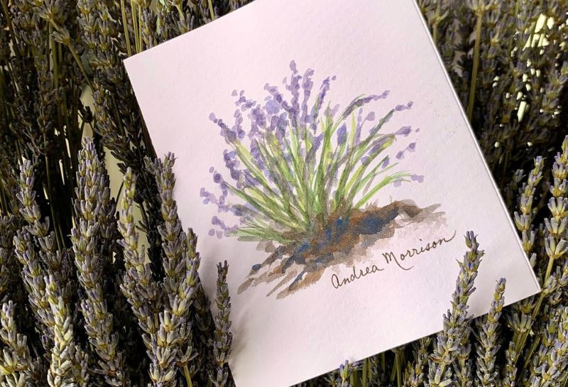 A postcard image of lavender at High Country Lavender Farm in VA