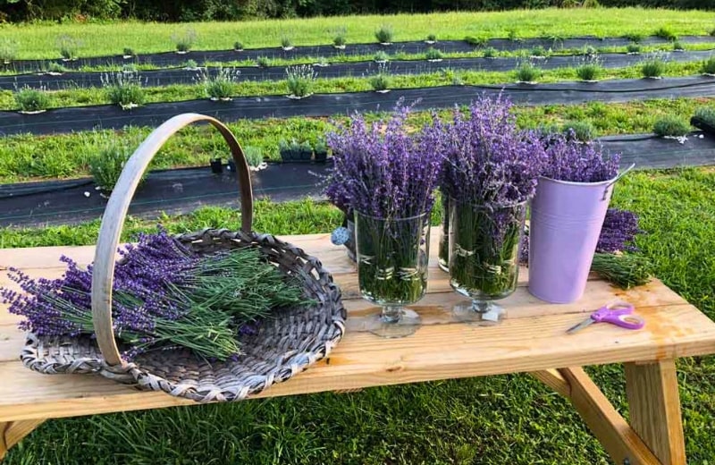 https://our-kids.com/wp-content/uploads/Lavender-Fields-Tantivy-Farm.jpg