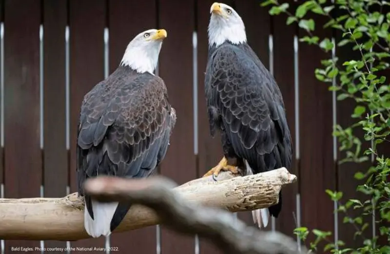 Eagle hall - National Aviary in Pittsburgh
