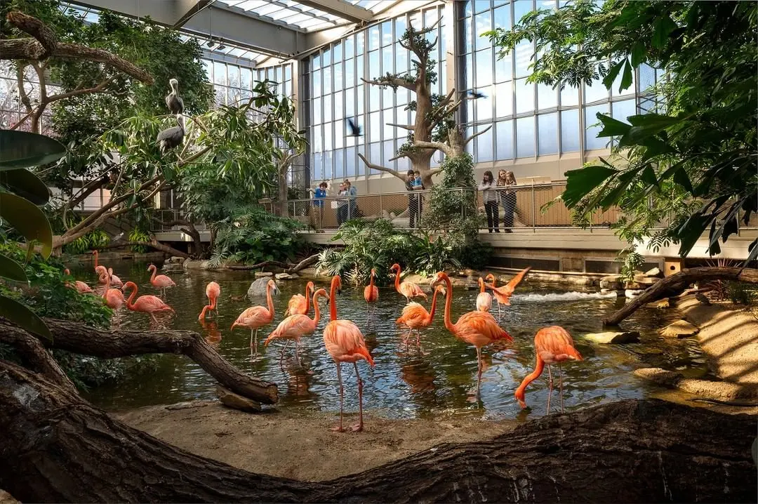 Flamingos at National Aviary in Pittsburgh