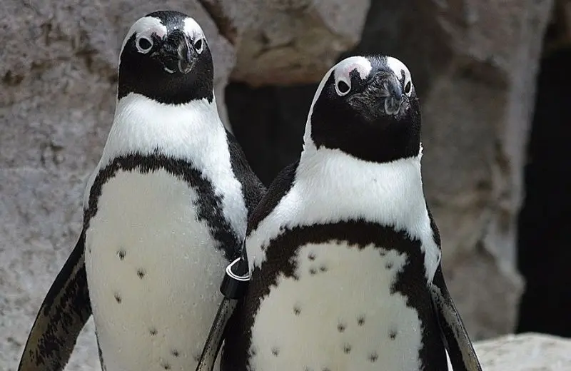 Penguins Point - National Aviary in Pittsburgh