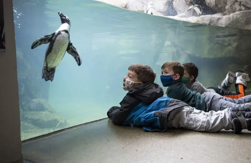 Penguins Point - National Aviary in Pittsburgh