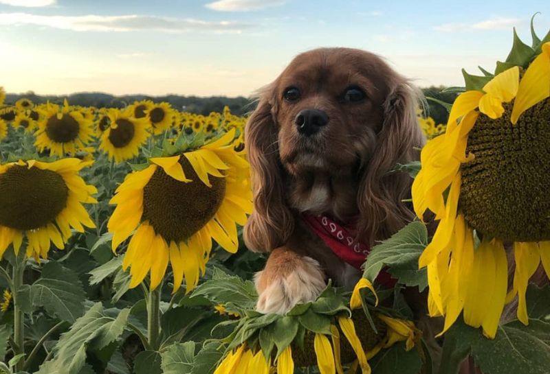 A beautiful dog gets clicked at Sunflowers of Lisbon in Maryland