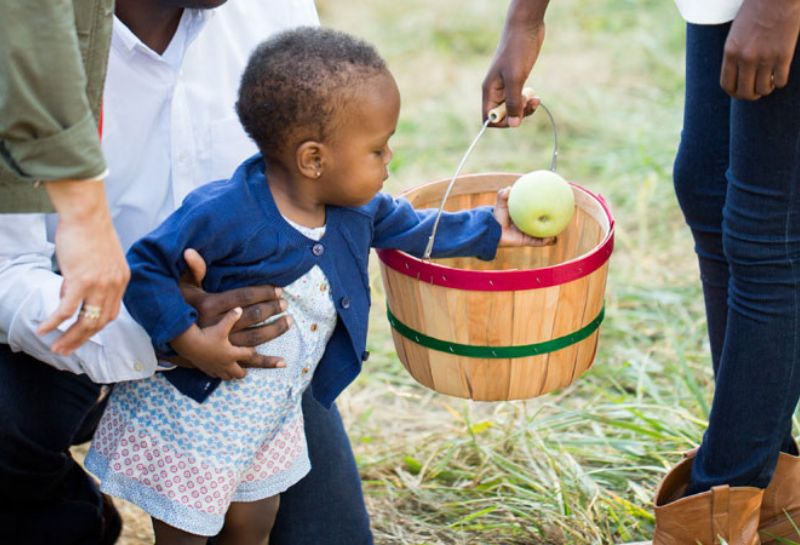 A child picking apple at the Chiles Family Orchard 