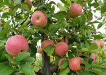 Apple Picking at Homestead Farms: Apple Picking, Animals & More