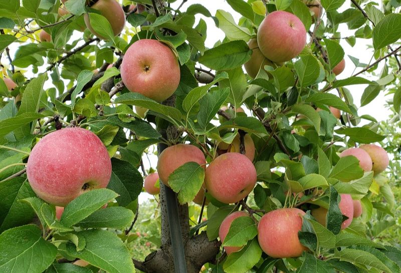 Apple picking season at Homestead Farms, Maryland