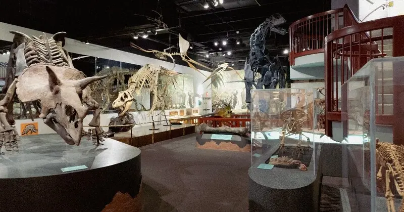 A museum with a lot of dinosaur skeletons on display.