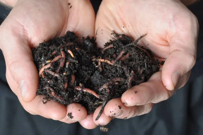 hand full of worms and dirt
