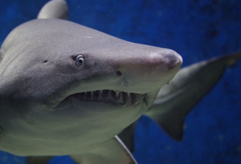 Find Shark Teeth at Myrtle Beach Every Time! 