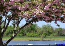 Bladensburg Waterfront Park: A Hidden Gem (With a Boat Tour!)