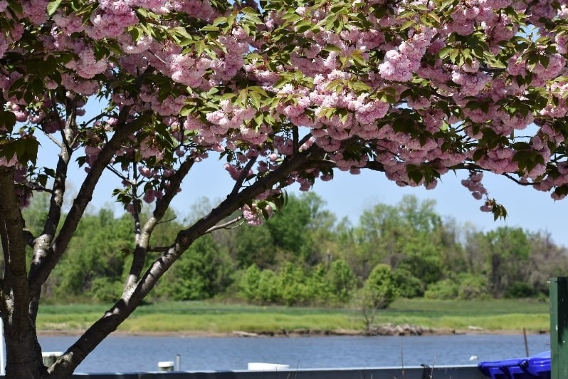 landscape picture of cherry tree overlooking waterfront