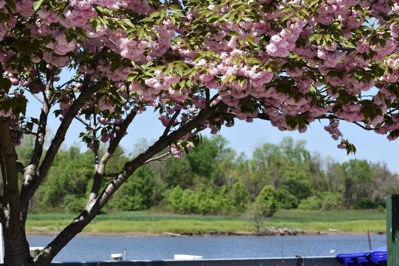 Bladensburg Waterfront Park