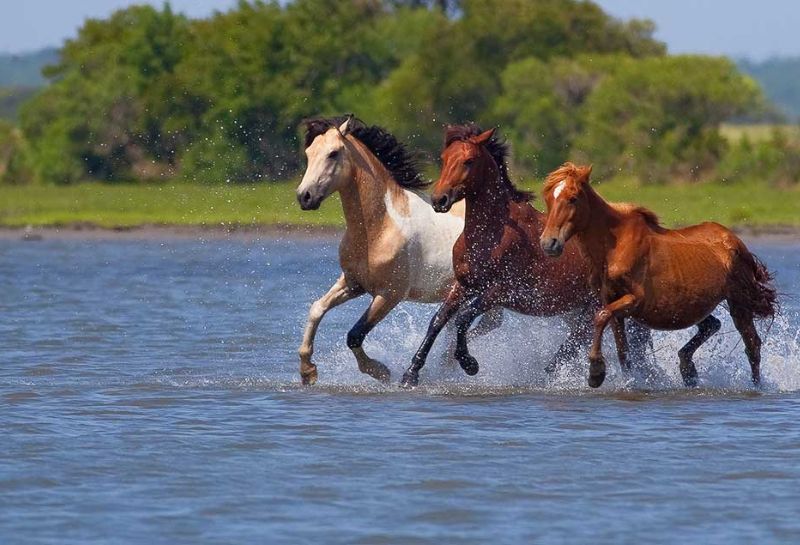 Ponies running wild in water