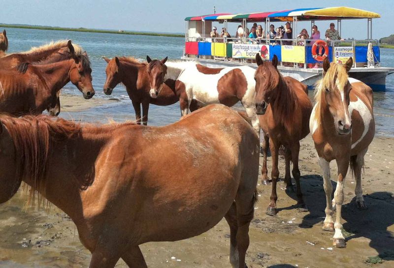 Ponies at the Assateague Explorer boating tour in Virginia