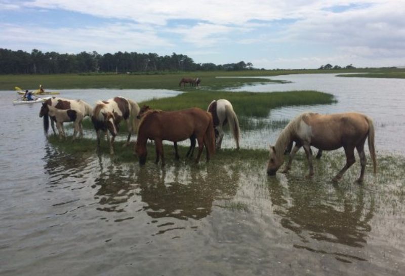 Ponies at the Chincoteague Island Adventures