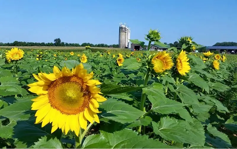 A sunflower field in Maryland with a silo in the background.