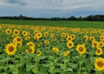Burnside Farms Summer of Sunflowers 2022: Festival & Maze