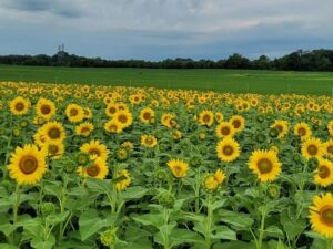 Burnside Farms Summer of Sunflowers 2022: Festival & Maze
