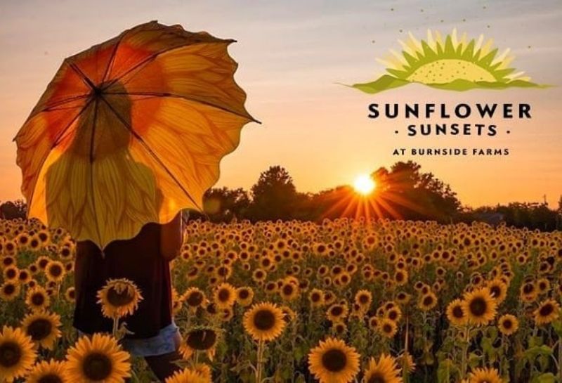 sunflower maze - Burnside Farms Summer of Sunflowers 