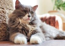 6 Cat Cafes in DC Area (Including Northern Virginia & Maryland)