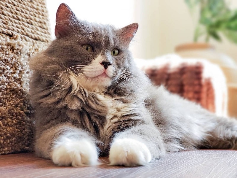 Cat at a Cat Cafe in DC