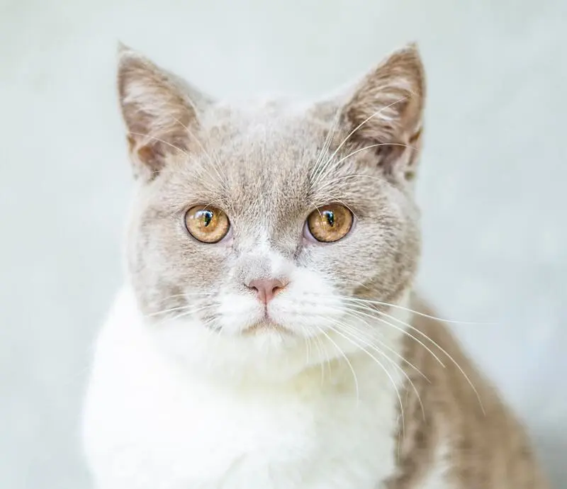 A grey and white cat looking at the camera.