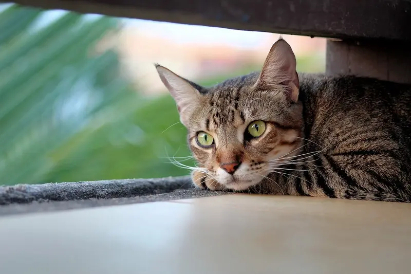 A tabby cat looking out of a window.