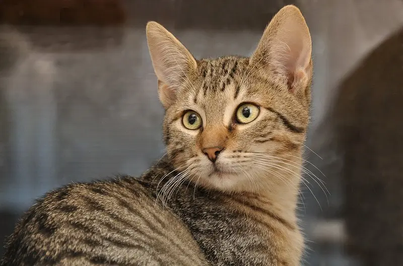 A tabby cat is staring at the camera.