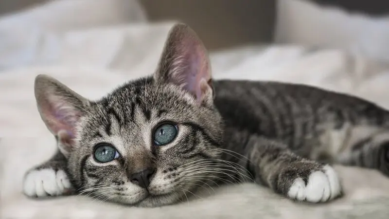 A kitten laying on a bed with blue eyes.