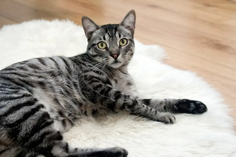 A tabby cat laying on a white fluffy rug.