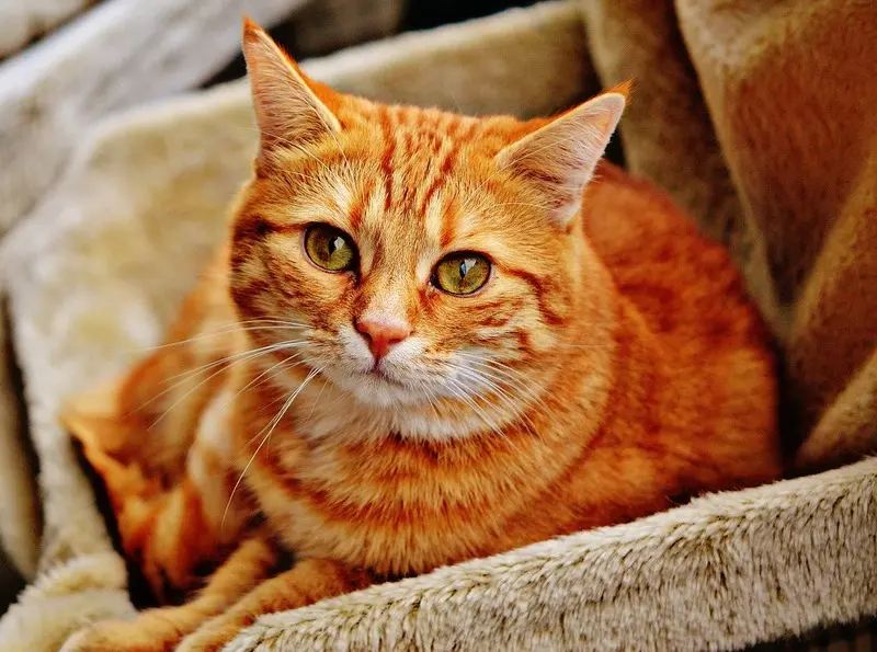 An orange tabby cat is sitting in a cat carrier.