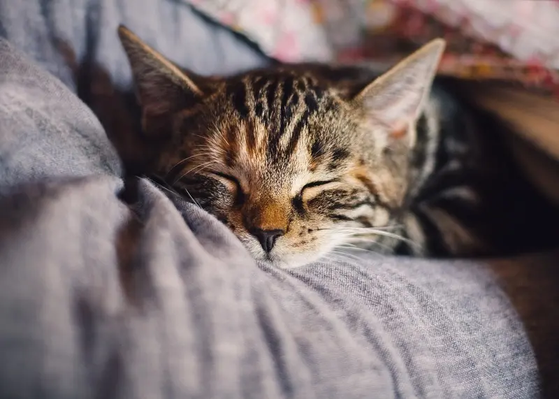 A tabby cat sleeping on a couch.