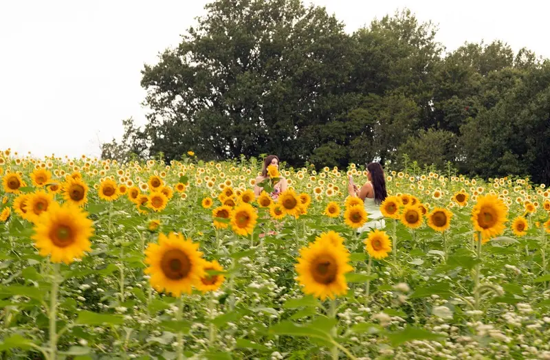 A woman is standing in a Maryland field of sunflowers.