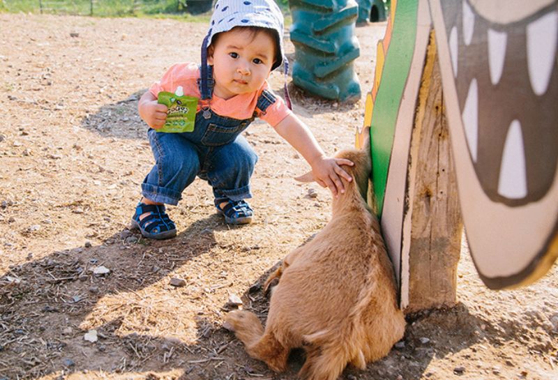 Kid playing at the Goat Village in Cox Farms, VA